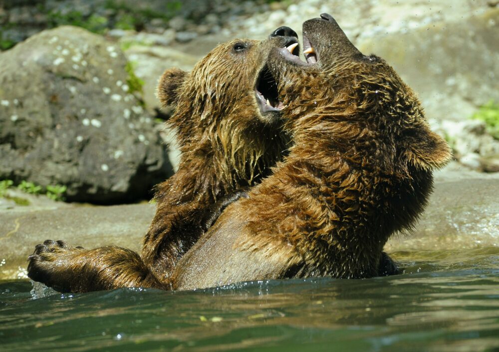 喧嘩する熊