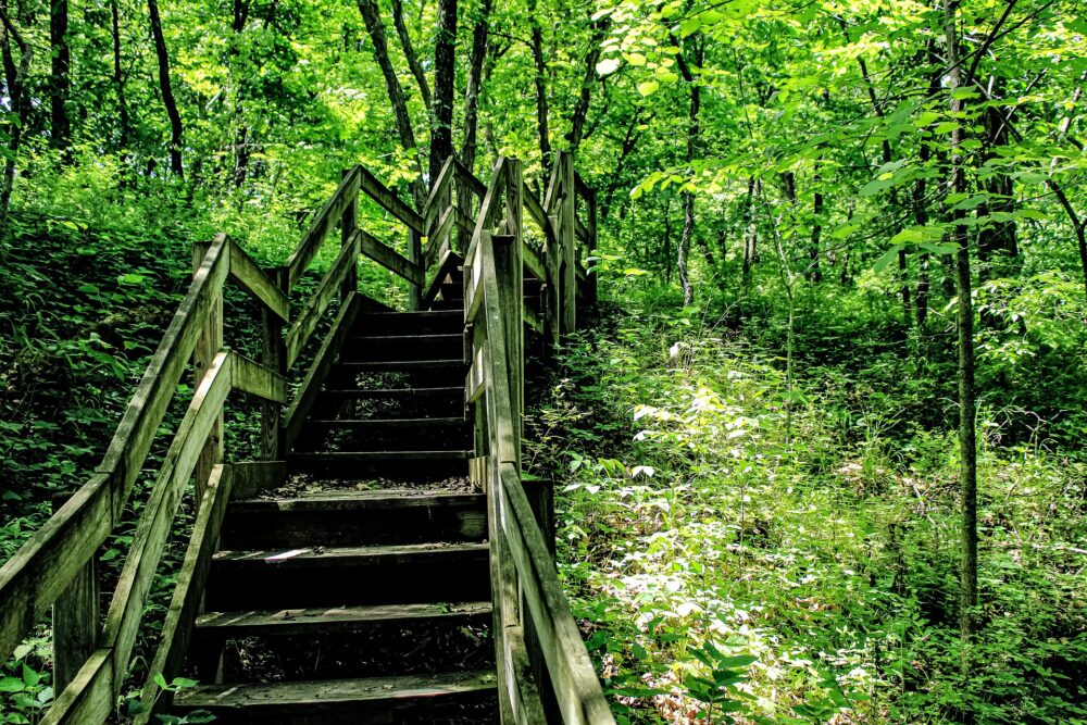 美しい森の中の階段